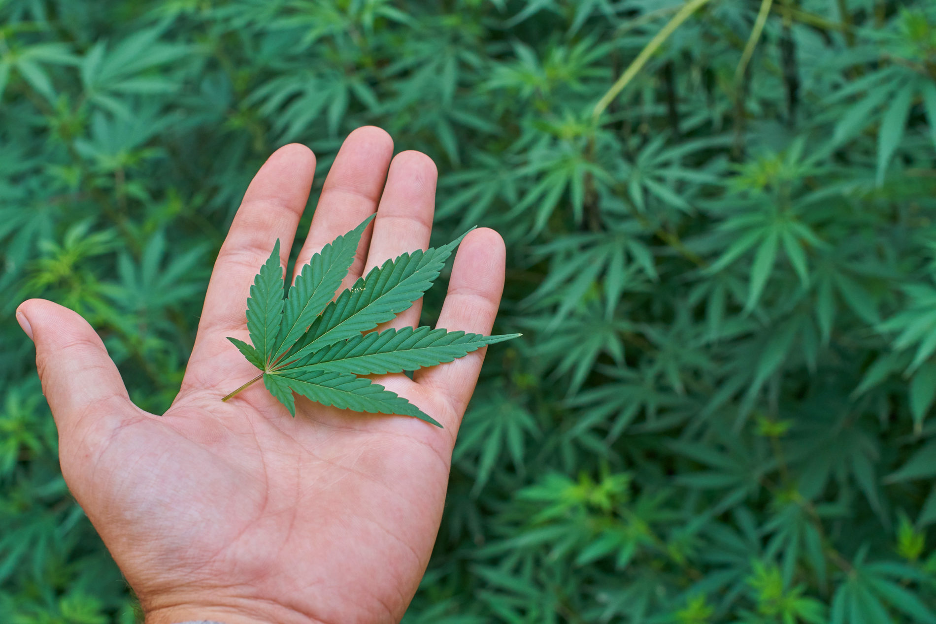Hand holding a medical marijuana leaf in front of marijuana plants