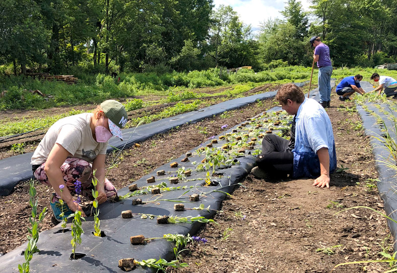 Planting time at Prospect Meadow Farm West in Hatfield, MA