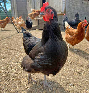 Prospect Meadow Farm’s rooster and chickens enjoying the sunshine