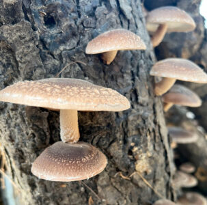 Log-grown shiitake mushrooms 