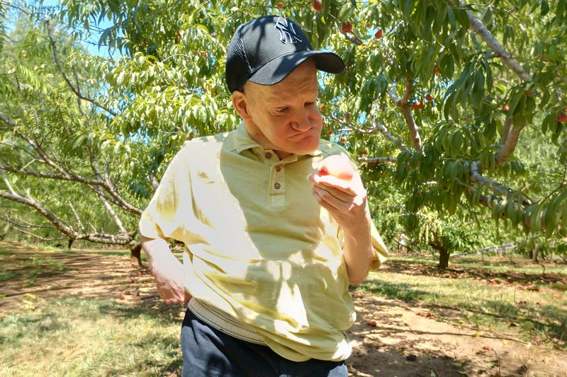 An older adult with autism selects ripe peaches at a local orchard, enjoying a hands-on seasonal tradition.